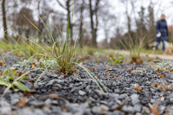 eine grasartige Pflanze in einem Park