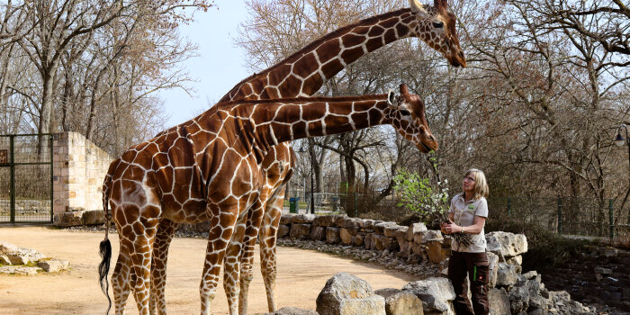 zwei Giraffen werden von ihrer Pflegerin gefüttert