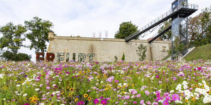eine Blumenwiese, im Hintergrund eine Mauer der Erfurter Petersberg-Festung mit Aufzug und Erfurt-Schriftzug