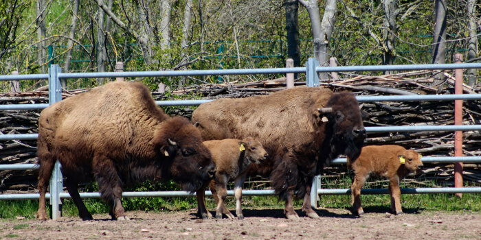 zwei ausgewachsene Bisons mit zwei Kälbern im Thüringer Zoopark