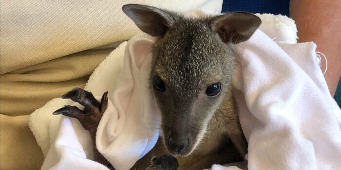 ein Känguru-Jungtier im Kuschelhandtuch