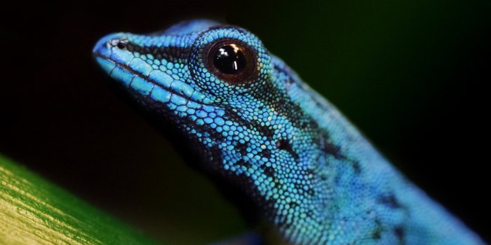 ein blauer Gecko im Porträt