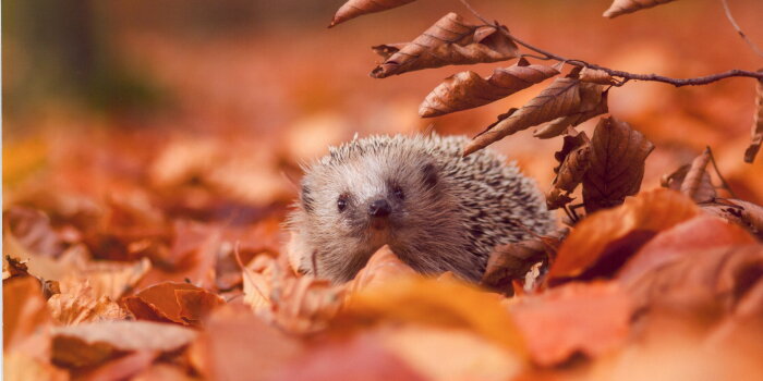 Foto: Jörg Fröbel: „Auf Wohnungssuche“ © Jörg Fröbel Ein Igel im bunten Laub