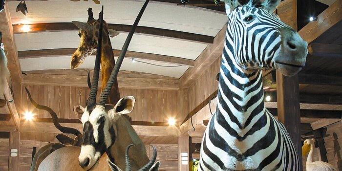Foto: Familienkarte Thüringen - Auch die städtischen Museen und Galerien laden zum Besuch ein © Stadtverwaltung Erfurt Ausgestopfte Tiere im Naturkundemuseum