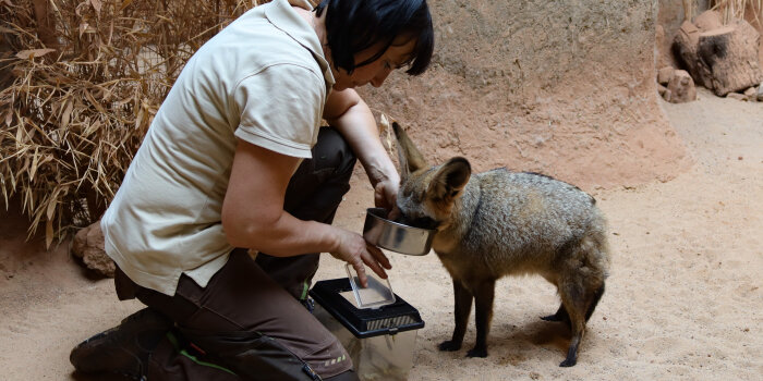 eine Tierpflegerin füttert einen Löffelhund