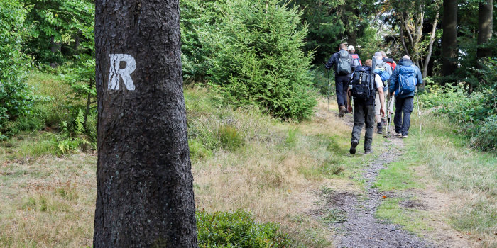 mehrere Menschen wandern im Wald