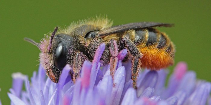 Foto: Wildbiene © Hans-Jürgen Sessner Nahaufnahme einer Biene auf einer Blüte