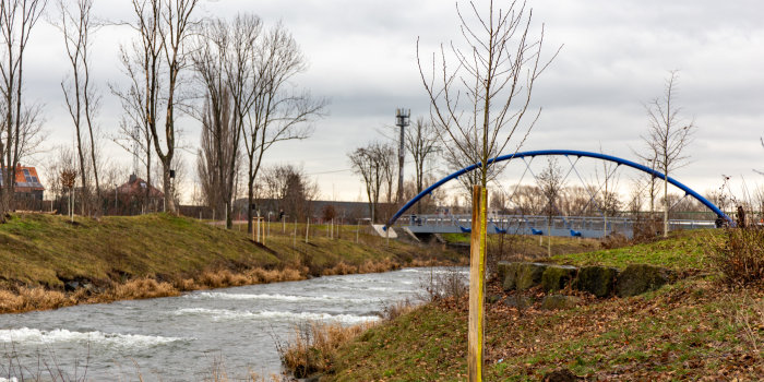 ein frisch gepflanzter junger Baum an einem Flussufer, im Hintergrund eine Brücke