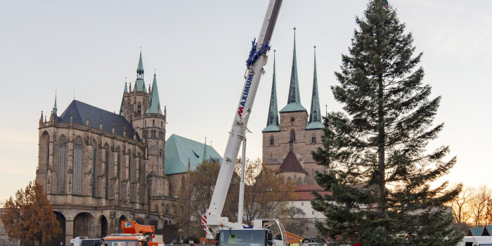 Eine Tanne steht neben einem Kran auf dem Domplatz