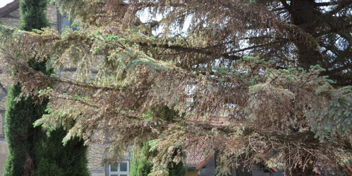 Sitkafichtenlausbefall in Erfurt