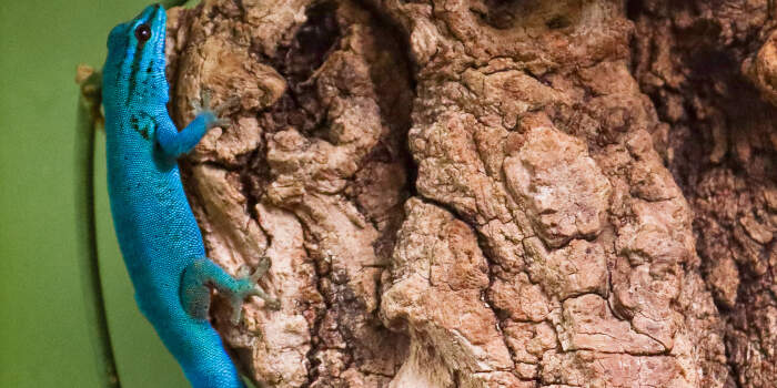 Neue Tierart im Zoopark: Himmelblauer Zwergtaggecko wohnt in der Zooschule