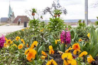 im Vordergrund ein Blumenbeet, im Hintergrund der Erfurter Dom