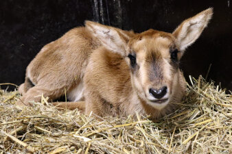 eine junge Antilope liegt im Stroh