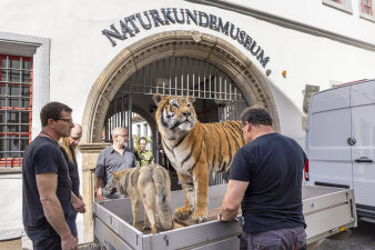 Mehrere Männer stehen neben einem Tiger und einem Wolf auf einem Anhänger