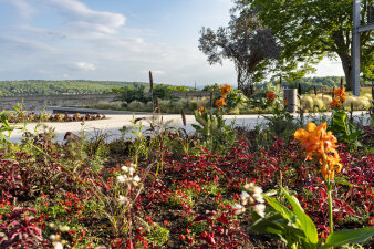 Die Beete des Willkommensbereiches auf dem Petersberg wurden mit Löwenmäulchen und verschiedenen Gräsern bestückt. 