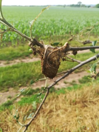 ein bräunliches, sackförmig gesponnenes Netz an einem Ast