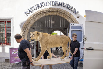 Zwei Männer tragen einen Löwen