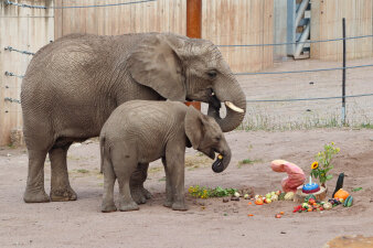 ein kleiner und ein großer Elefant verspeisen verschiedenes Obst und Gemüse
