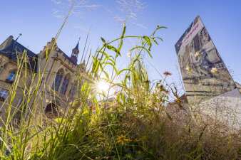 im Vordergrund ein Arrangement aus Gräsern und Blumen, im Hintergrund das Erfurter Rathaus