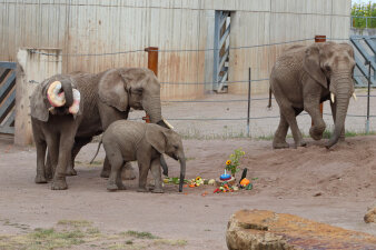 vier Elefanten an einer Futterstelle