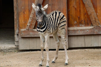 ein junges Zebra, im Hintergrund ein Holztor