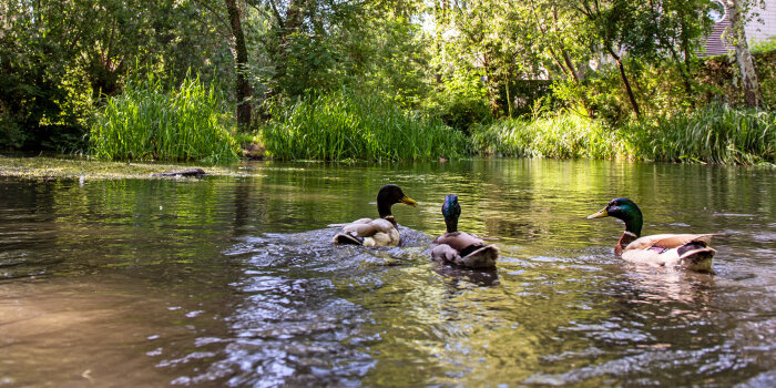 drei Enten schwimmen auf einem Fluss