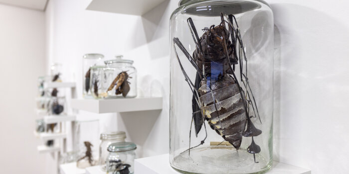 ein Käfer in einem Glas steht auf einem Regal, im Hintergrund weitere Exponate einer Ausstellung