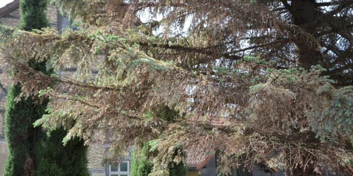 ein Nadelbaum mit teils braunen Nadeln