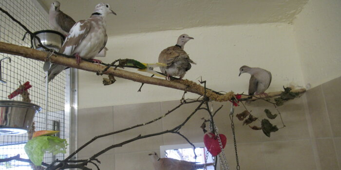 Foto: Veterinäramt sucht neues Zuhause für Ziervögel © Tierheim Erfurt Fünf Tauben