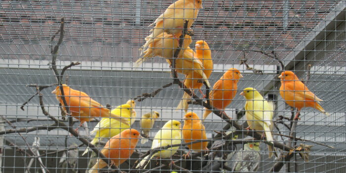 Foto: Veterinäramt sucht neues Zuhause für Ziervögel © Tierheim Erfurt Orangefarbene Kanarienvögel