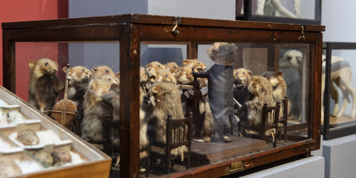 Foto: „Geschichte und Geschichten“ im Naturkundemuseum © Stadtverwaltung Erfurt/Dirk Urban Vitrine mit Hamsterorchester