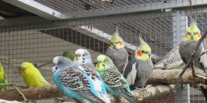 Foto: Veterinäramt sucht neues Zuhause für Ziervögel © Tierheim Erfurt Ein Schwarm Wellensittiche