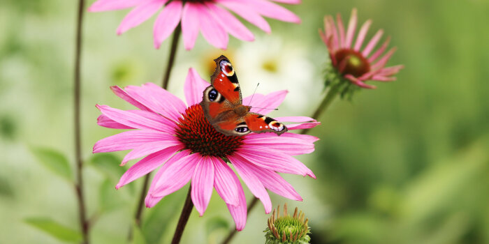 ein Schmetterling sitzt auf einer rosafarbenen Blume