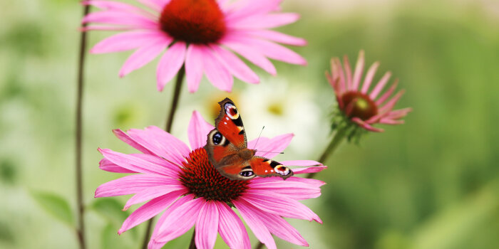 Foto: Sonnenhut mit Schmetterling © Danielle Weisheit ein Schmetterling sitzt auf einer rosafarbenen Blume