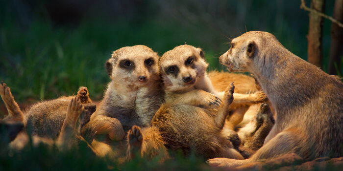 Erdmännchen-Familie im Bau