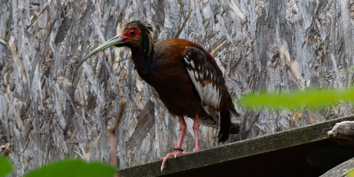 Ein exotischer Vogel sitzt auf einem Holzbrett. 