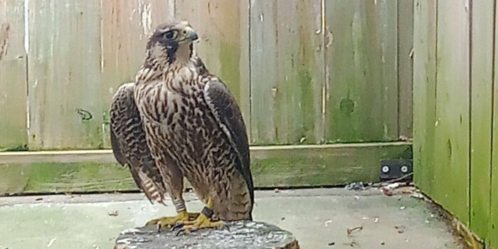 Foto: Wanderfalke © Vogelschutzwarte Seebach ein Greifvogel sitzt auf einem Baumstamm in einem mit Holz ausgekleideten Raum