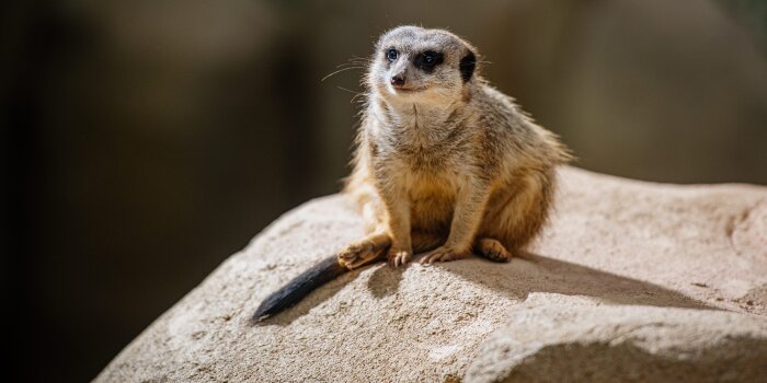 Foto: Erdmännchen im Danakil © SWE Stadtwerke Erfurt GmbH/Steve Bauerschmidt ein Erdmännchen sitzt auf einem Stein