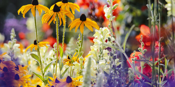 Foto: Buga 2021 im Egapark © Stadtverwaltung Erfurt mehrere Blumen in einem Beet