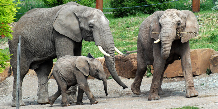 Zwei erwachsene Elefanten und ein junges Elefantenkalb in einem Gehege.