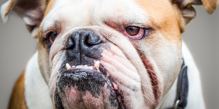 Eine englische Bulldogge