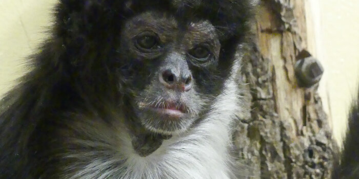 Ein Klammeraffe
