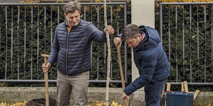 Pionierbäume in der Innenstadt gepflanzt