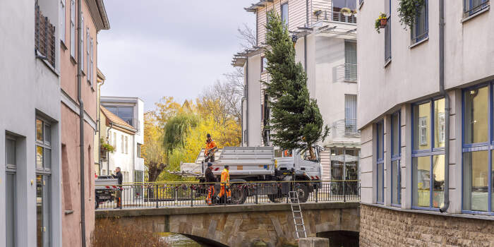 Garten- und Friedhofsamt stellt Weihnachtsbäume auf