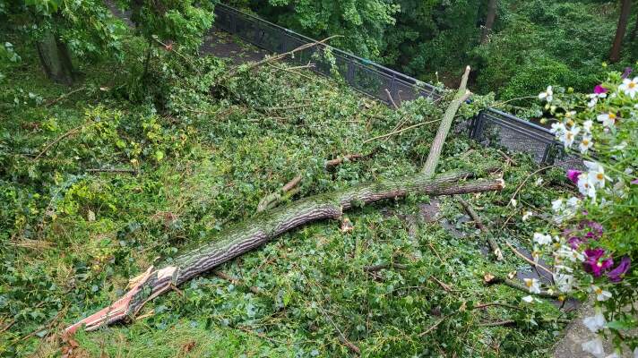 Ein Baum ist in Folge eines heftigen Unwetters abgebrochen und blockiert einen Weg. 