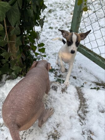 zwei kleine Hunde, einer braun, einer weiß-braun