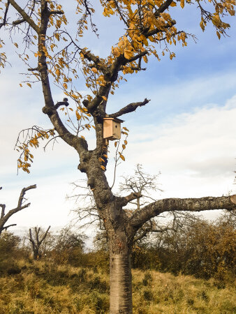 ein Baum mit Nistkasten