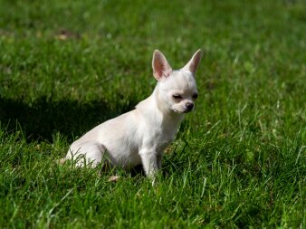 ein kleiner weißer Hund