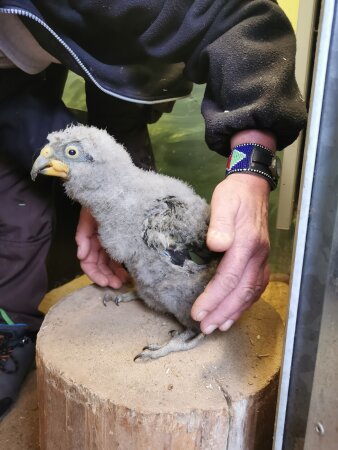 Ein grauer Jungvogel mit Flaumfedern wird von menschlichen Händen gegriffen.