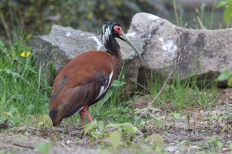 Ein Vogel mit braunen, weißen und blau schimmernden Federkleid läuft durch Gras.